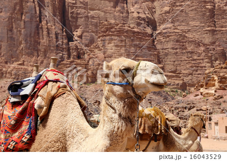 Camel in the Wadi Rum Desert, Jordan 16043529