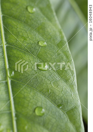 葉　接写　パキラ 16048943