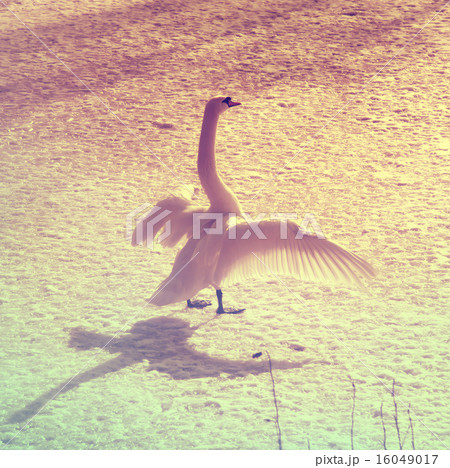 Vintage portrait of a white swan on ice Vintage portrait of a white swan on ice 16049017