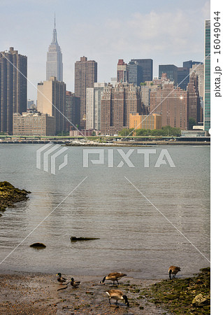 夏、旅、アメリカ、ニューヨーク、マンハッタン、イーストリバー、水鳥 16049044