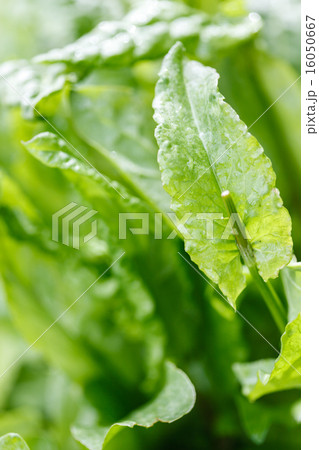 sorrel in the garden 16050667