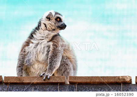 Fatty funny lemur 16052390
