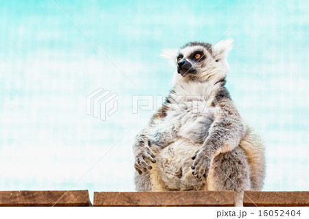 Fatty funny lemur Fatty funny lemur 16052404