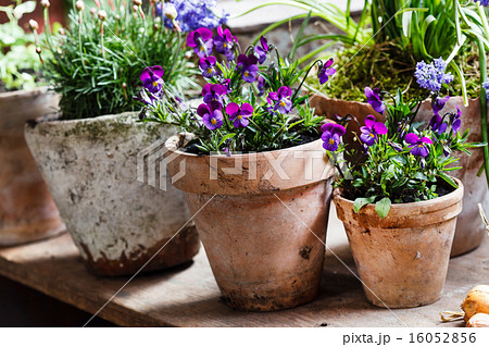 spring flowers spring flowers 16052856