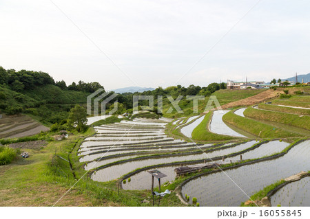 千早赤阪村の棚田 16055845