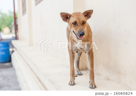 street dog street dog 16060824