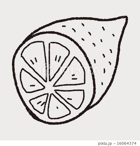 lemon doodle 16064374