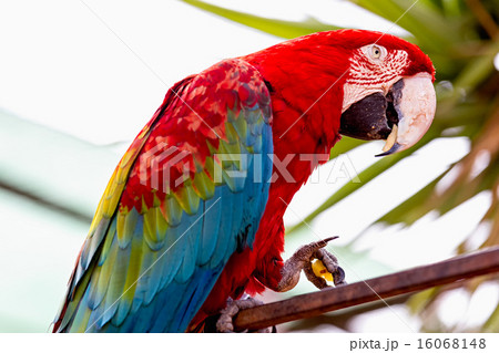 Red Macaw or Ara cockatoos parrot 16068148