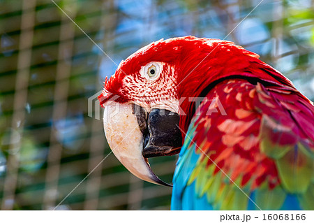 Red Macaw or Ara cockatoos parrot closeup Red Macaw or Ara cockatoos parrot closeup 16068166