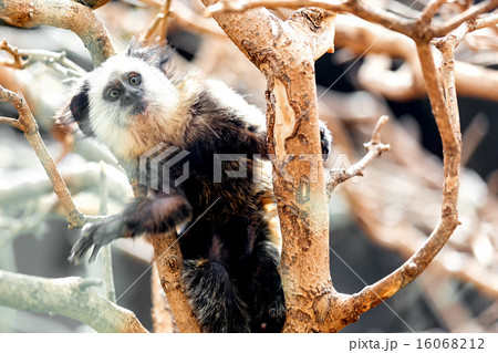 Monkey white-faced capuchin 16068212