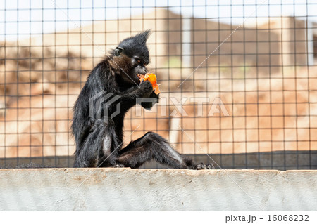 Black monkey Black monkey 16068232
