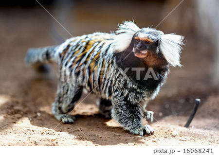 Monkey white tufted marmoset Monkey white tufted marmoset 16068241
