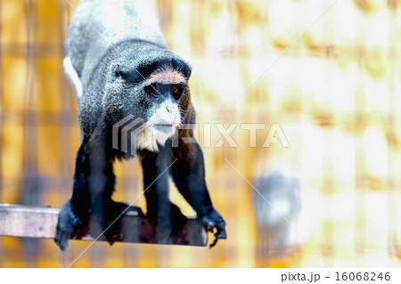 Black monkey in zoo cell 16068246