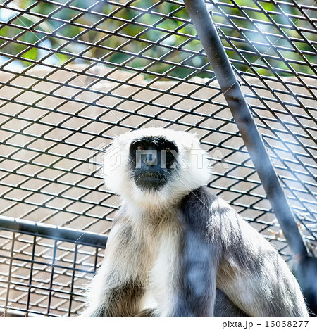 Gray langurs or Hanuman langurs monkey 16068277