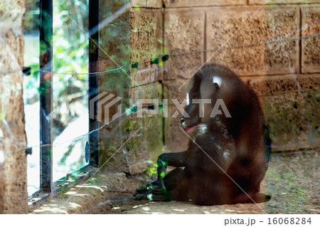 Monkey dril in zoo cell Monkey dril in zoo cell 16068284