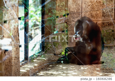 Monkey dril in zoo cell 16068286