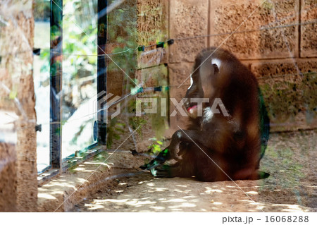 Monkey dril in zoo cell Monkey dril in zoo cell 16068288