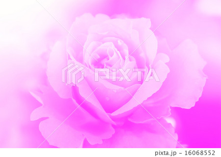 rose flower blur background rose flower blur background 16068552