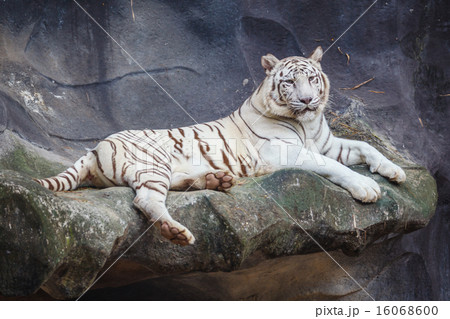 White bengal tiger, lying, relax, and watching White bengal tiger, lying, relax, and watching 16068600