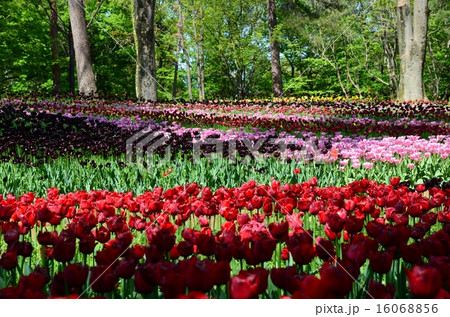 チューリップ畑 16068856