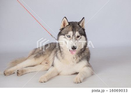 Siberian Husky dog 16069033