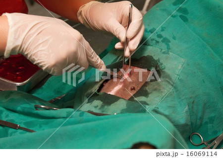 Animal surgery Animal surgery 16069114