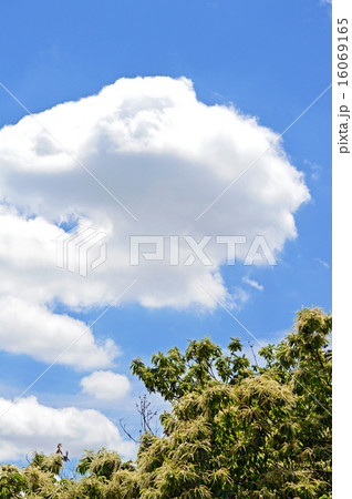 栗の花 夏の季語 の写真素材