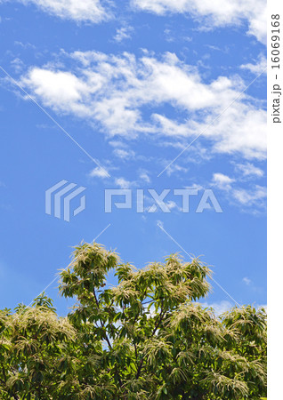 栗の花 夏の季語 の写真素材