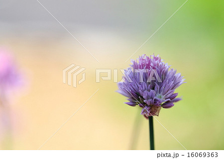 チャイブの花 16069363
