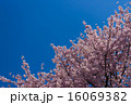 桜 16069382