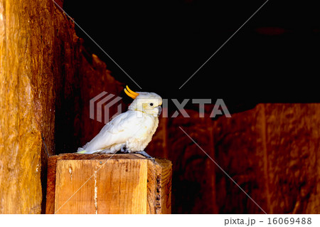 Sulphur-crested Cockatoo galerita parrot Sulphur-crested Cockatoo galerita parrot 16069488