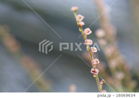 トサノチャルメルソウの花 トサノチャルメルソウの花 16069634