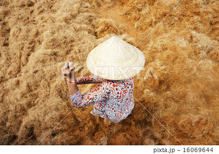 Asian worker, coconut, Vietnamese, Mekong Delta 16069644