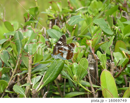 アサマイチモンジ 16069749