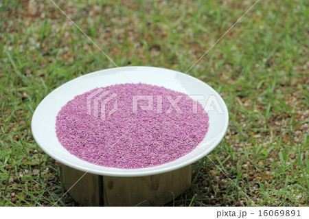 芝生の種（バミューダグラス・リビエラ） 16069891