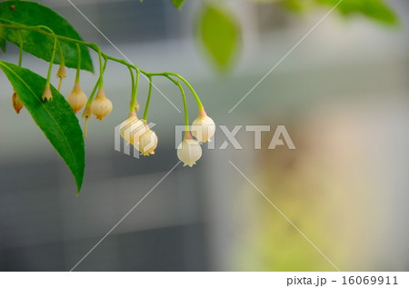 ギーマ ギーマ 16069911