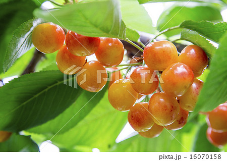 さくらんぼ狩り 16070158