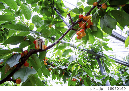 さくらんぼ狩り 16070169