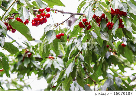 さくらんぼ狩り 16070187