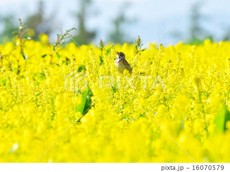 菜の花とホオアカ1 16070579