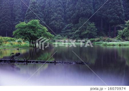 滋賀県高島市今津町平池に群生するカキツバタを早朝撮影 16070974