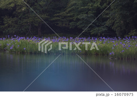 滋賀県高島市今津町平池に群生するカキツバタを早朝撮影 16070975