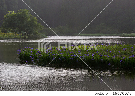 滋賀県高島市今津町平池に群生するカキツバタを早朝撮影 16070976