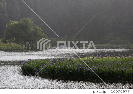 滋賀県高島市今津町平池に群生するカキツバタを早朝撮影 16070977
