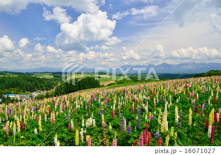 ルピナス 16071027