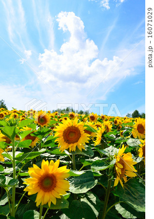 四季彩の丘 ひまわり 四季彩の丘 ひまわり 16071029