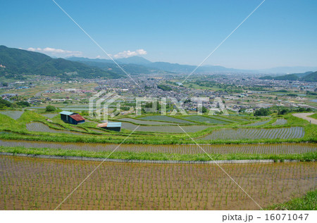 初夏の姨捨の棚田 16071047