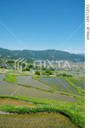 初夏の姨捨の棚田 16071051