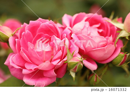 淡路ファームパークイングランドの丘のばら 淡路ファームパークイングランドの丘のばら 16071332