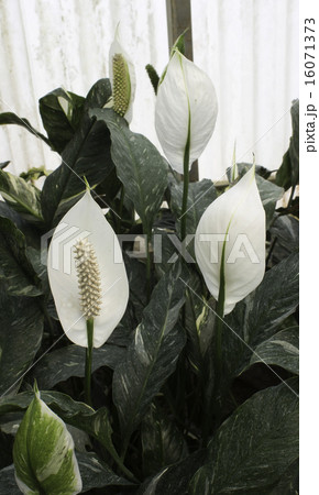 spadix 16071373